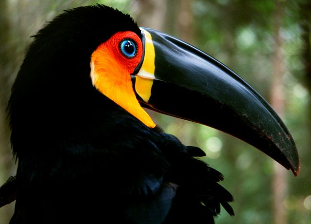 O tucano-de-bico-preto é uma ave típica das florestas da Mata Atlântica.